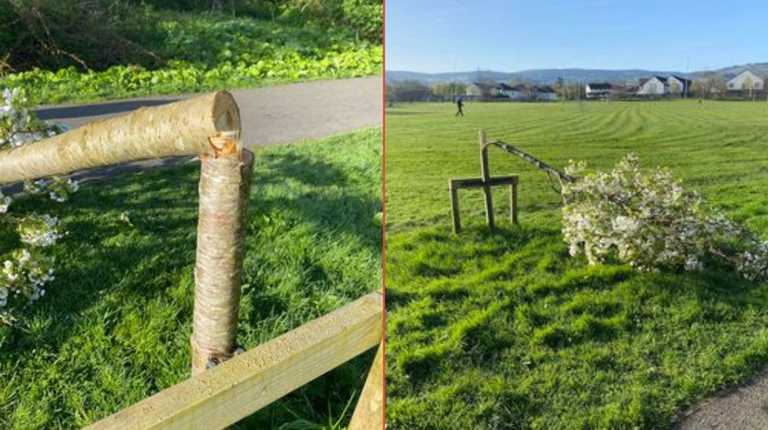 40 trees were vandalised overnight in South Dublin park 40 trees were vandalised overnight in South Dublin park