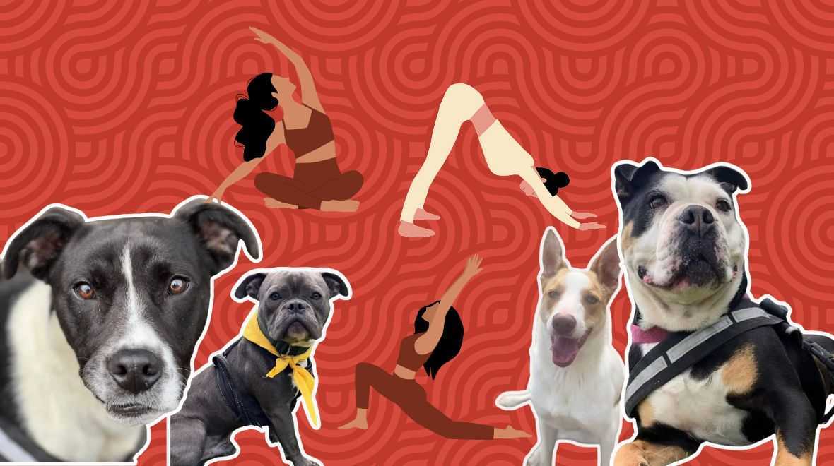 Irish charity launches rescue dog yoga event in response to the controversial Puppy Yoga exposé