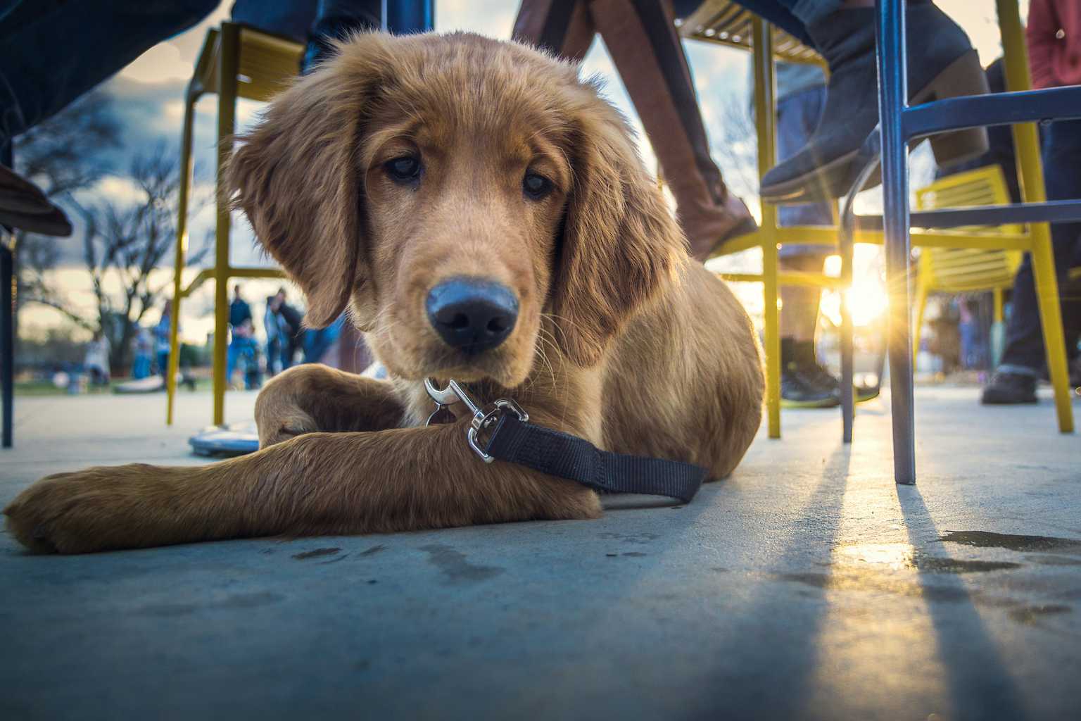 40 dog-friendly places to bring your pooch in Dublin